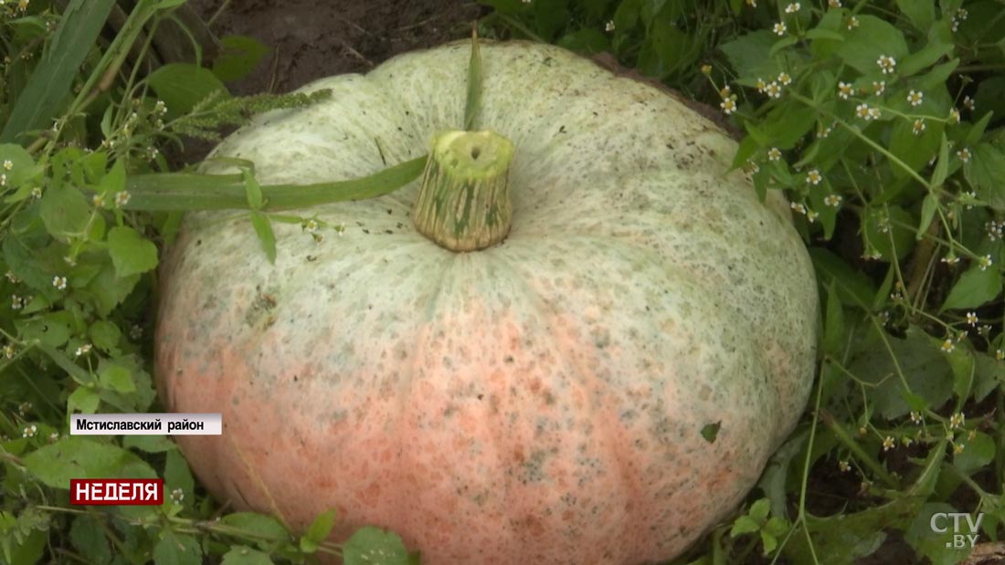 «Если есть лишнее, то всегда сдам». Жители Мстиславского района рассказали, как выгодно продать овощи-13