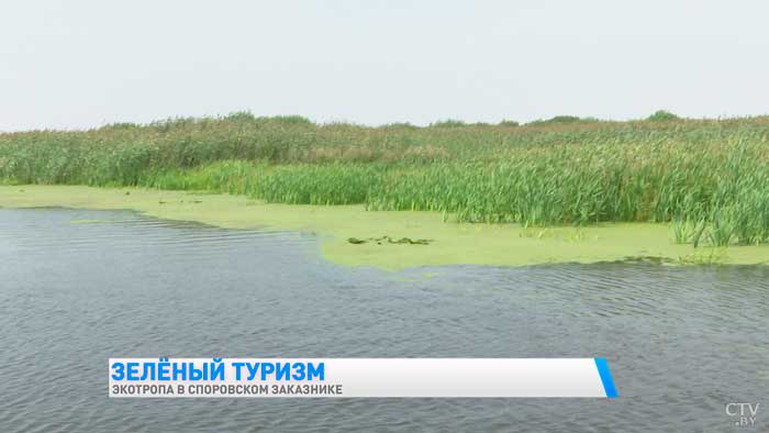 Здесь водится вертлявая камышовка. Чем ещё заказник «Споровский» удивляет туристов?-34