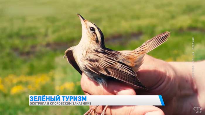 Здесь водится вертлявая камышовка. Чем ещё заказник «Споровский» удивляет туристов?-16