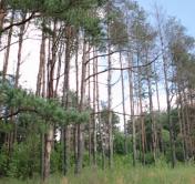 Запрет на посещение лесов ввели в 19 районах Минской области