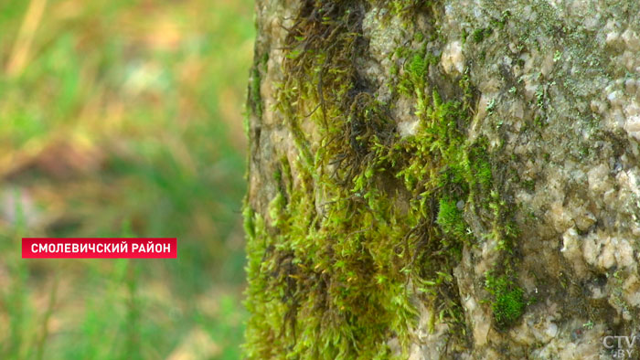 В 18 районах Минской области действуют запреты и ограничения на посещение лесов-1 В 18 районах Минской области действуют запреты и ограничения на посещение лесов-1