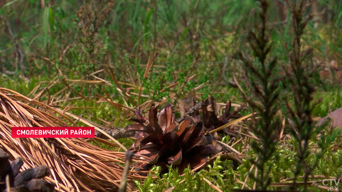 В 18 районах Минской области действуют запреты и ограничения на посещение лесов-7 В 18 районах Минской области действуют запреты и ограничения на посещение лесов-7