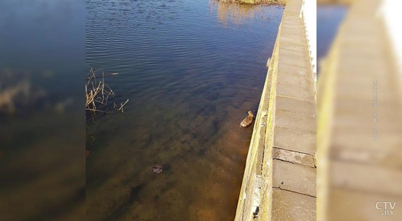 В Лошице спасатели помогли зайцу выбраться из воды-1