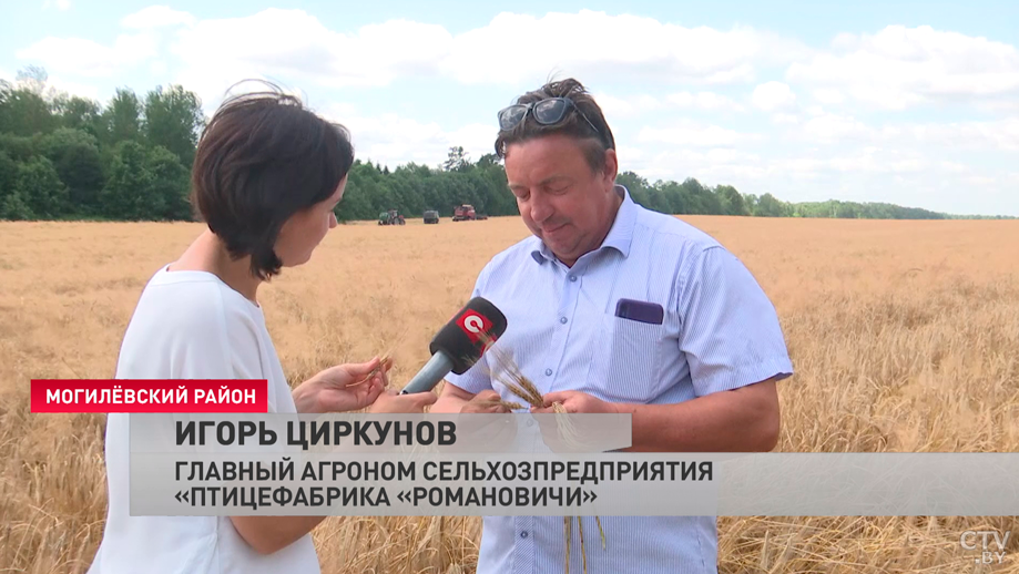 «Очень хороший ранний предшественник под озимый рапс». Почему в Могилёвской области раньше не выращивали озимый ячмень?-13