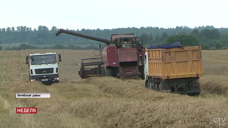 «Гибридной ржи раньше мы и не видели». Как Витебской области удалось выйти на 2 место по урожайности зерновых в стране?-32