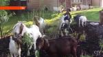 Прорвались через забор и пошли гулять по городу: более ста коз бродили по городу Бойсе