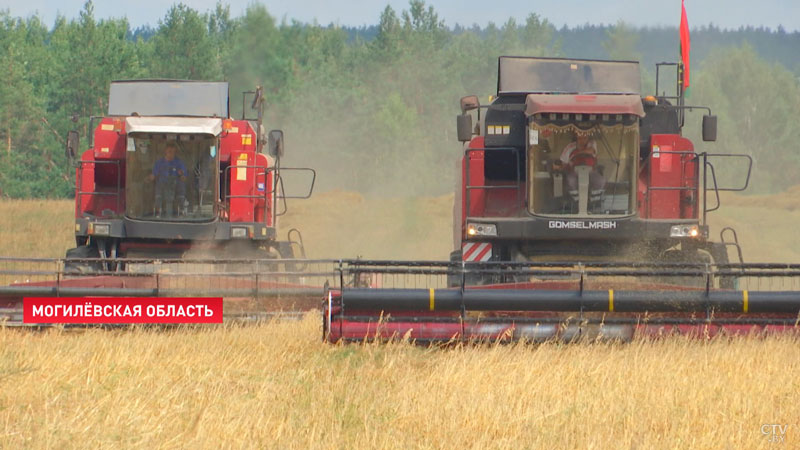6,5 млн тонн зерна убрали белорусские аграрии с учётом рапса-4