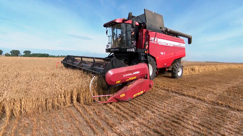 В Беларуси убрали почти 34% площадей с зерновыми и зернобобовыми