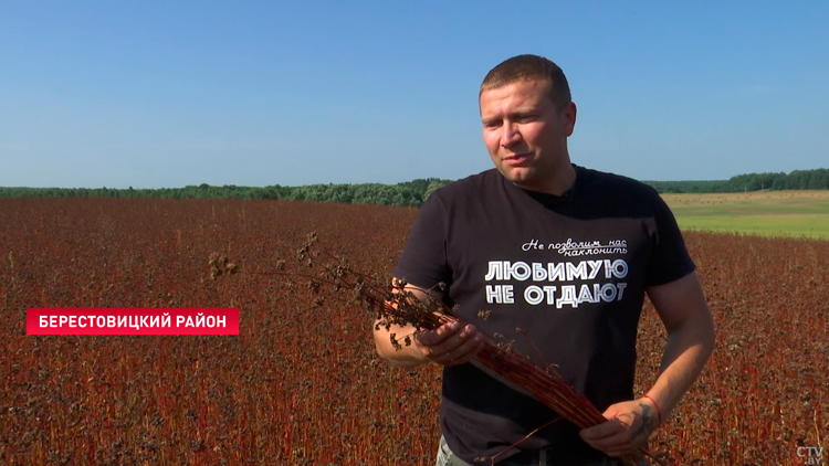 «Любим возделывать гречиху». Хозяйства Беларуси подключаются к уборке крупяных культур-22