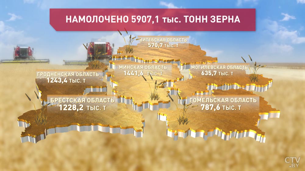 Белорусские аграрии намолотили 5 миллионов 900 тысяч тонн хлеба-1