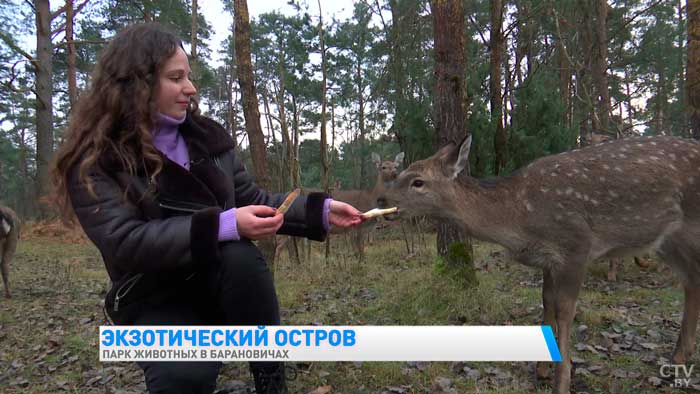 Есть даже кенгуру. Вот какую экзотику можно увидеть в парке животных в Барановичах-19