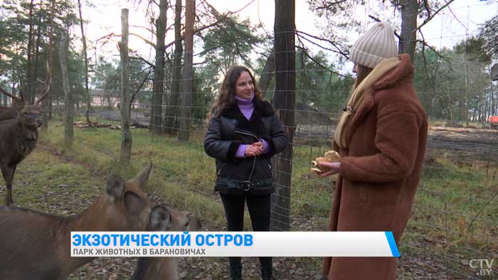 Есть даже кенгуру. Вот какую экзотику можно увидеть в парке животных в Барановичах-22