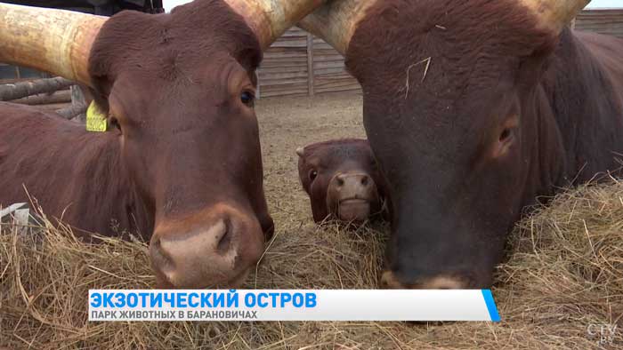 Есть даже кенгуру. Вот какую экзотику можно увидеть в парке животных в Барановичах-10