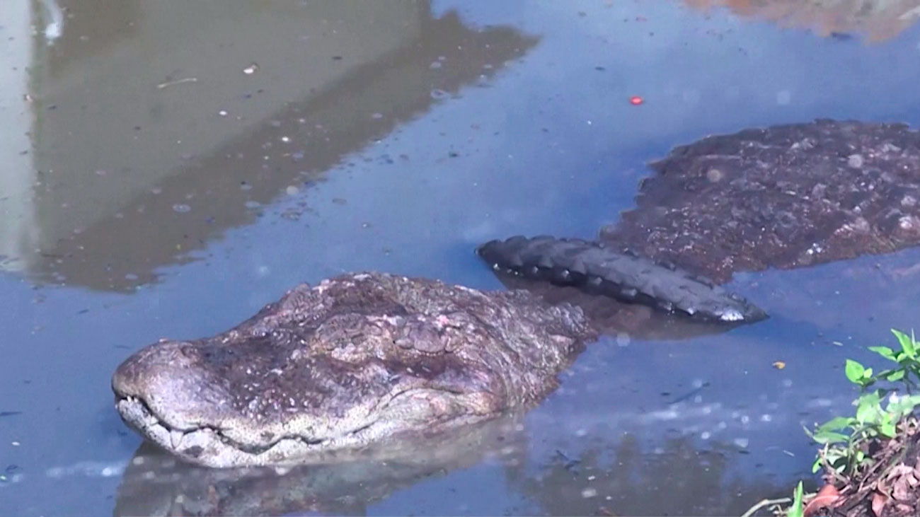 Крокодилы гуляют по улицам Рио-де-Жанейро и заползают во дворы к местным жителям