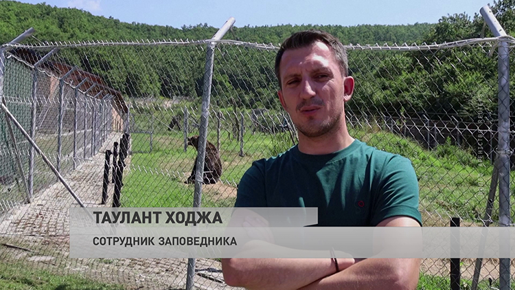 Животные в заповедниках Европы страдают от аномальной жары. Вот как им помогают перенести зной-4