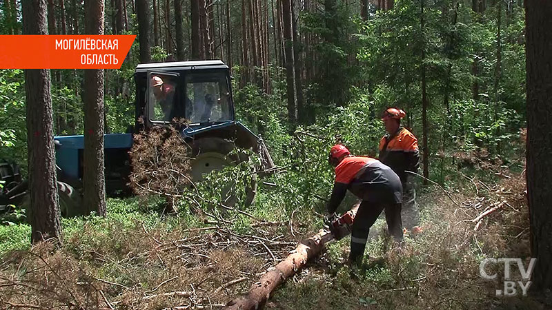 «Такого нашествия в белорусских лесах ещё никогда не было». Лесничества бьют тревогу: жуки-короеды уничтожают деревья-1