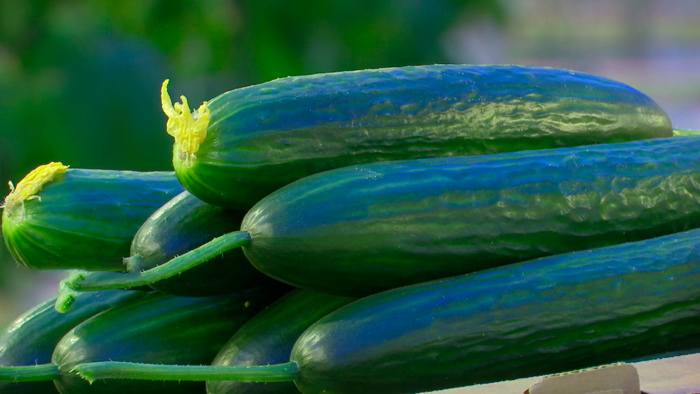 145 тонн огурцов! В тепличном комбинате «Рудаково» собрали зимний урожай овощей