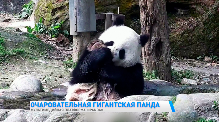 Панда развлекается, купаясь в бассейне. Такое милое видео засняли в Китае-1