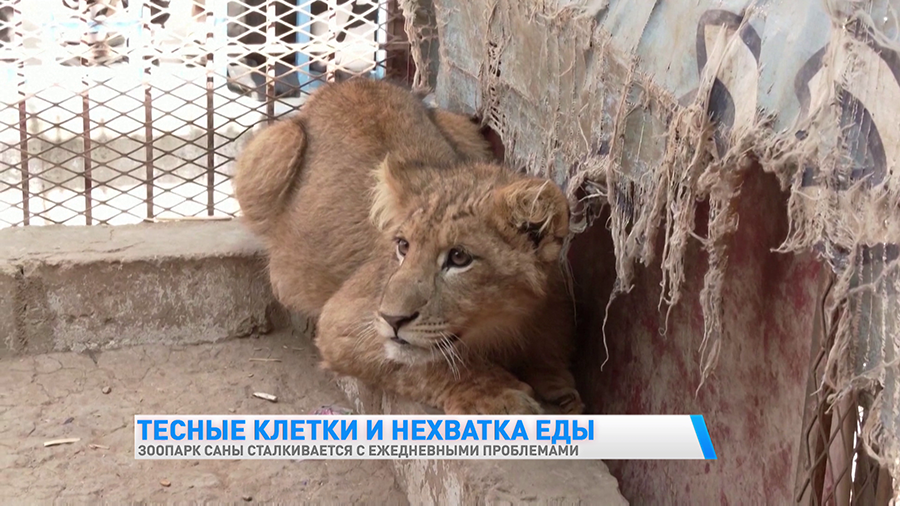 Директор зоопарка в Йемене: мы очень страдаем от отсутствия вольеров и нехватки корма-4