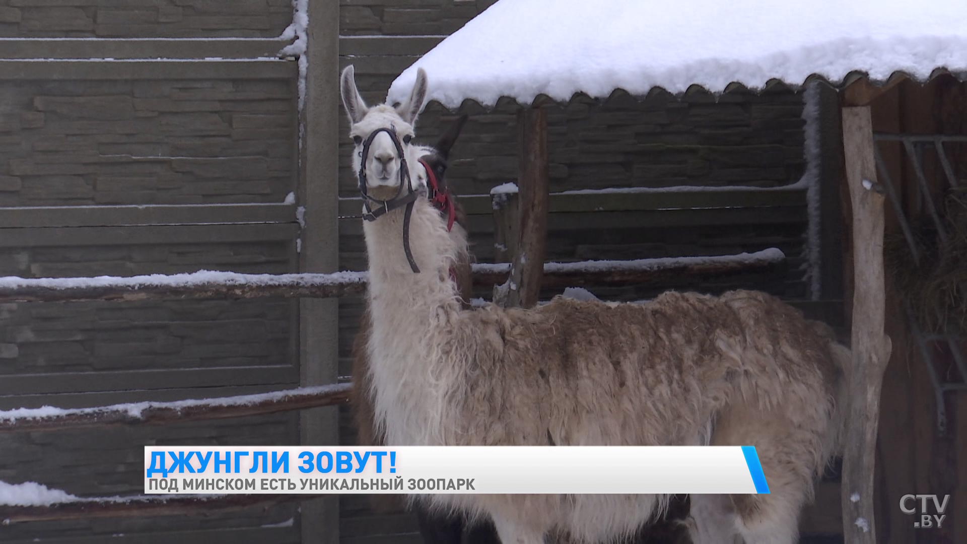 «К леопарду захожу с осторожностью, а вот волк может зализать до смерти». Белорус открыл необычный зоопарк-28