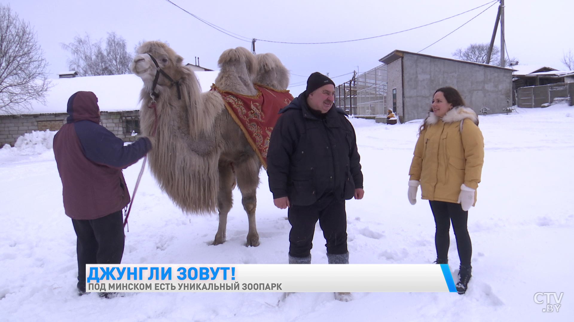 «К леопарду захожу с осторожностью, а вот волк может зализать до смерти». Белорус открыл необычный зоопарк-37