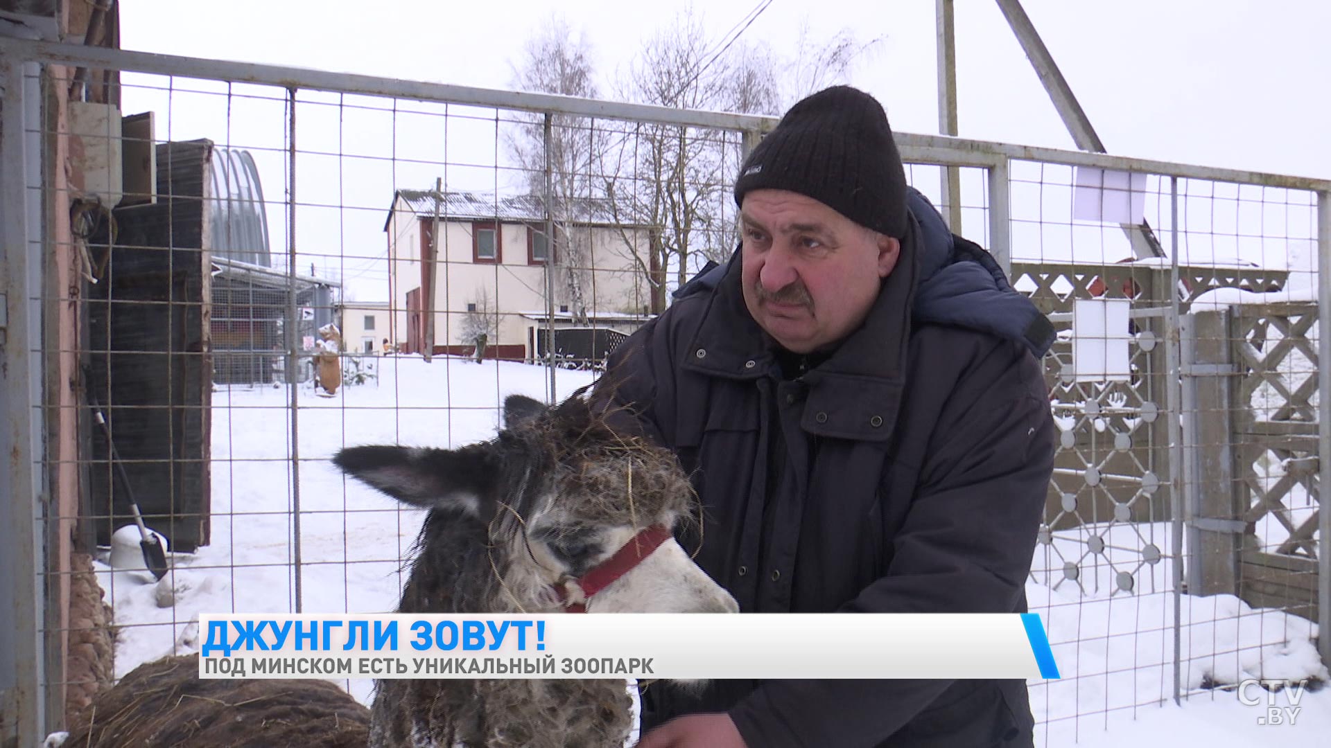 «К леопарду захожу с осторожностью, а вот волк может зализать до смерти». Белорус открыл необычный зоопарк-7