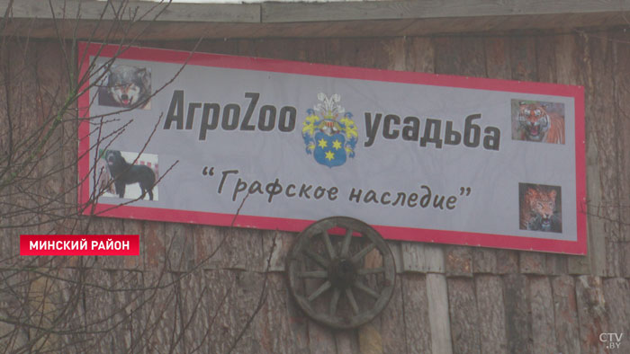 «Самое большое поголовье в Беларуси». Как под Минском прописался целый караван верблюдов-7