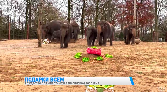 В бельгийском зоопарке животные получили вкусные подарки к Рождеству-4