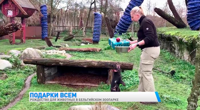 В бельгийском зоопарке животные получили вкусные подарки к Рождеству-1