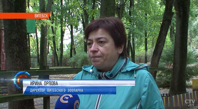 Дикобразы снега не боятся, но у них мерзнут лапки: как Минский зоопарк готовится к зиме