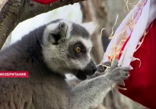 В лондонском зоопарке приготовили необычные подарки для животных к Рождеству