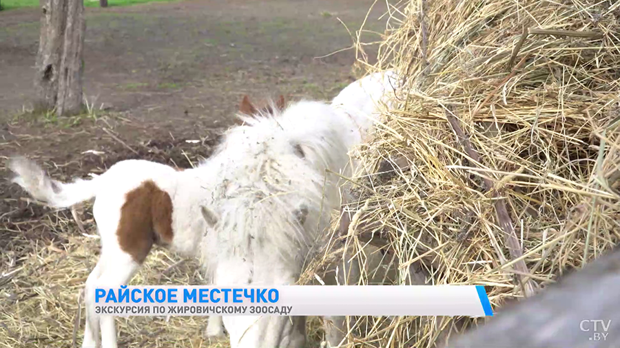 На днях там родилась пони с сердечком на боку. Каких животных можно встретить в зоосаде при Жировичском монастыре?-25