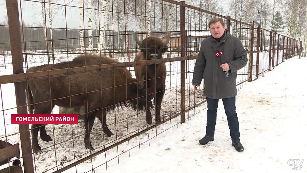 Зубры-близнецы поселились под Гомелем. Скоро к ним присоединятся несколько самок-25