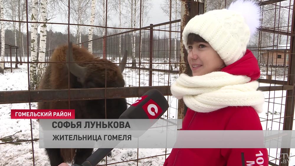 Зубры-близнецы поселились под Гомелем. Скоро к ним присоединятся несколько самок-10