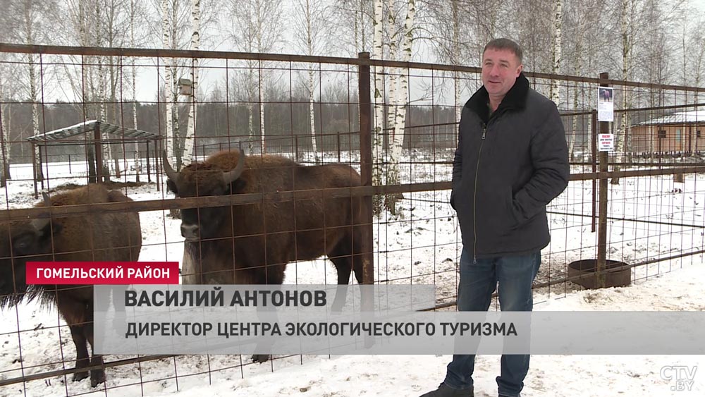 Зубры-близнецы поселились под Гомелем. Скоро к ним присоединятся несколько самок-4