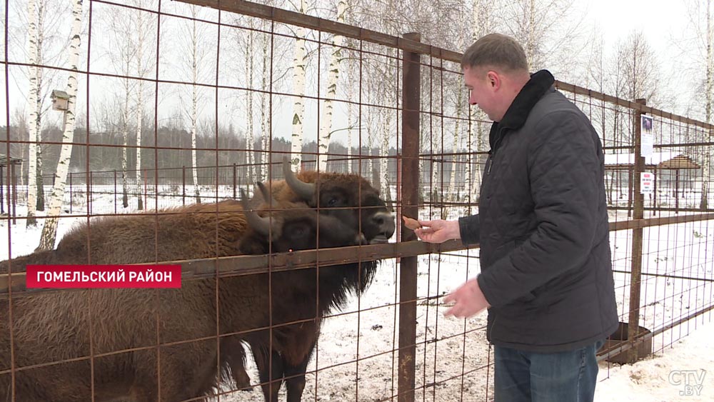 Зубры-близнецы поселились под Гомелем. Скоро к ним присоединятся несколько самок-1