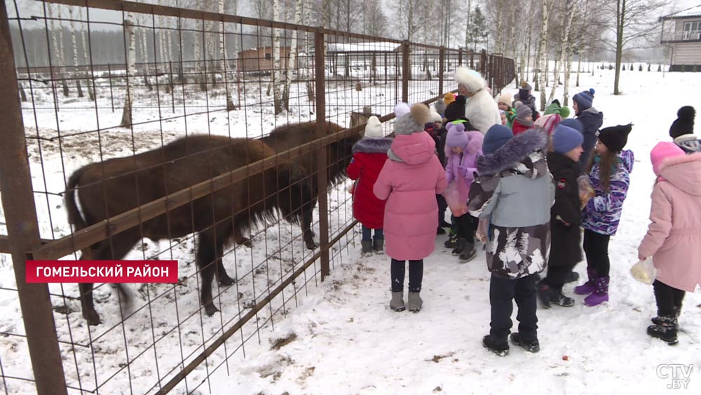 Зубры-близнецы поселились под Гомелем. Скоро к ним присоединятся несколько самок-19