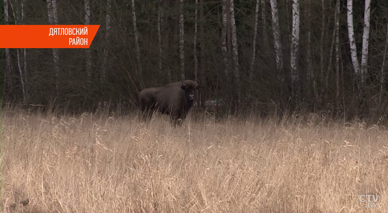 В Беларуси охотиться на зубров стало дешевле