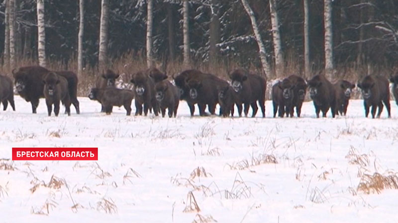 В Беловежской пуще посчитают количество зубров-4